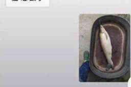 沧县融资清欠服务